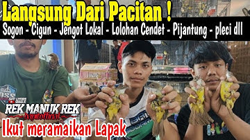 BURUNG LOKAL PACITAN !!! Sogon - Cigun - Jengot Lokal - Lolohan Cendet - Pijantung - pleci dll