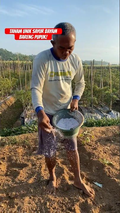 UNIK! CARA TANAM BENIH BAYAM DI PUPUK UREA! #short #petani #tanam #bayam #pupuk #satisfying
