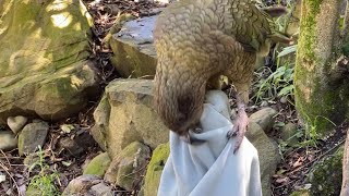 Saying farewell to the kea by Animal Minds 2,086 views 2 years ago 4 minutes