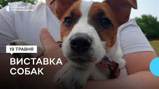 Попри війну: у Кропивницькому відбулася всеукраїнська виставка собак