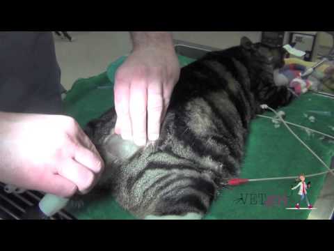 فيديو: انسداد مجرى البول في القطط