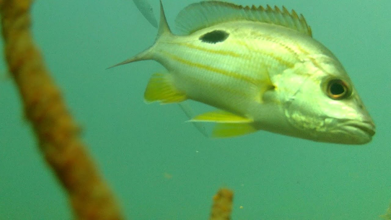 Underwater in Moreton Bay - Bill Turner Artificial Reef Redcliffe