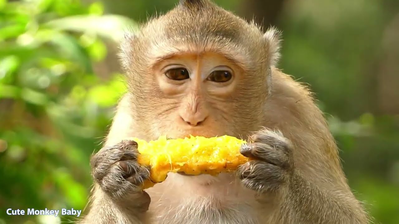 Adorable Baby Monkey Adventures