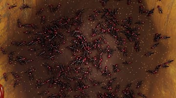 Ants | Animation test