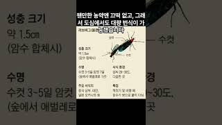 러브버그 많은 이유 #러브버그 #사랑벌레 #살충제 #벌레퇴치