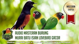 Audio Masteran Burung Murai Batu Isian Lovebird Gacor