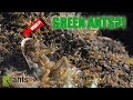 Green Ants?!