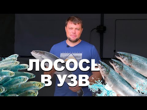 Лосось в УЗВ. Часть 1