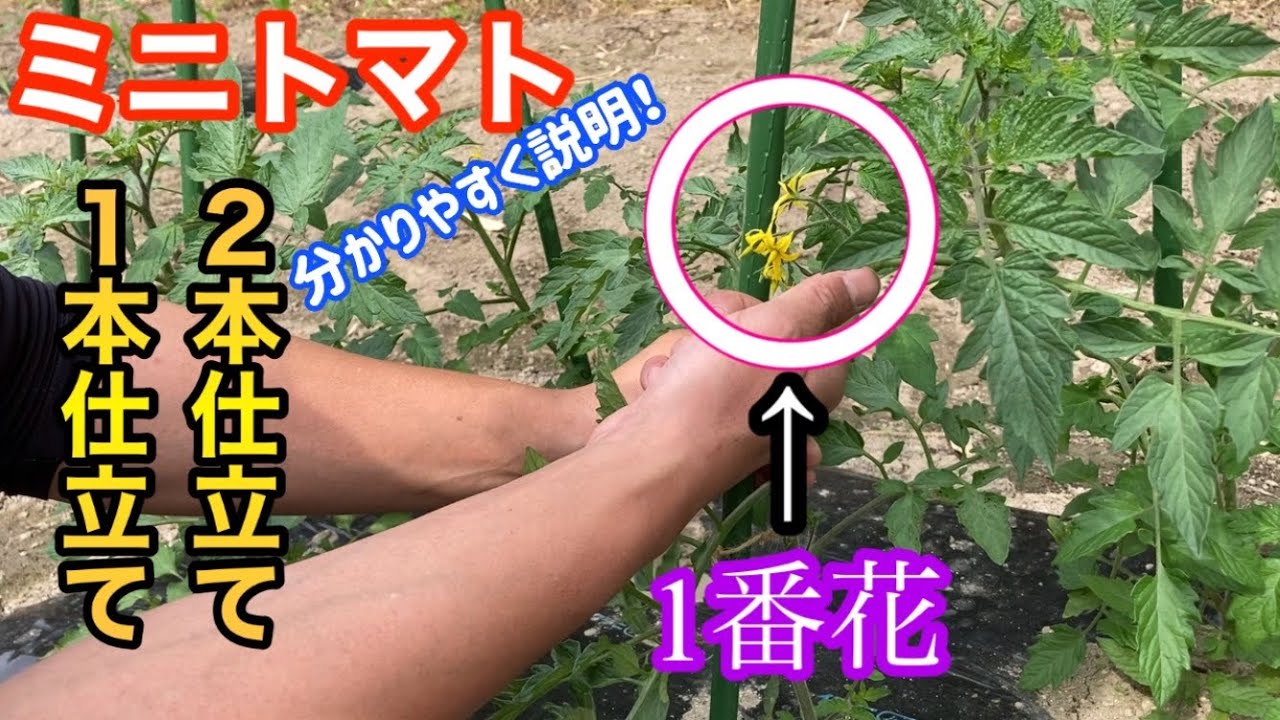 トマト ミニトマト 1本仕立て 2本仕立て わき芽かきのやり方を分かりやすく説明 1 の野菜作り Cultivation Of Cherry Tomatoes Youtube