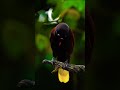 Pure Elegance: A Close Encounter with the Oropendola#shorts
