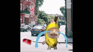 BANANA CAT  COMES HOME AND BEING ATTACKED BY A CAN #catmemes #cat #bananacat #shorts #fyp