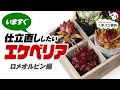 いますぐ仕立て直したいエケベリアたち「ロメオルビン編」【くまパン園芸】
