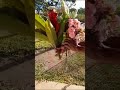Jardim #flores #florida #flowers #shortsfeed #shortsfeed #shortsviral #videoshort #jardim