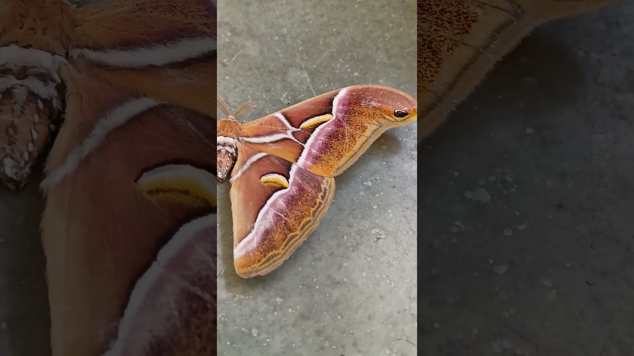 Samia cynthia (Alianthus silkmoth)