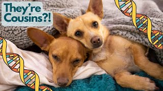 DNA Secrets Uncovered: They're actually related! | Embark Dog DNA Test by Our Way To Roam 1,502 views 7 months ago 24 minutes