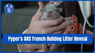 Pyper's AKC French Bulldog Litter Reveal