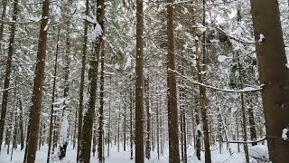 Зимний лес в Тучково 🌲🌨️