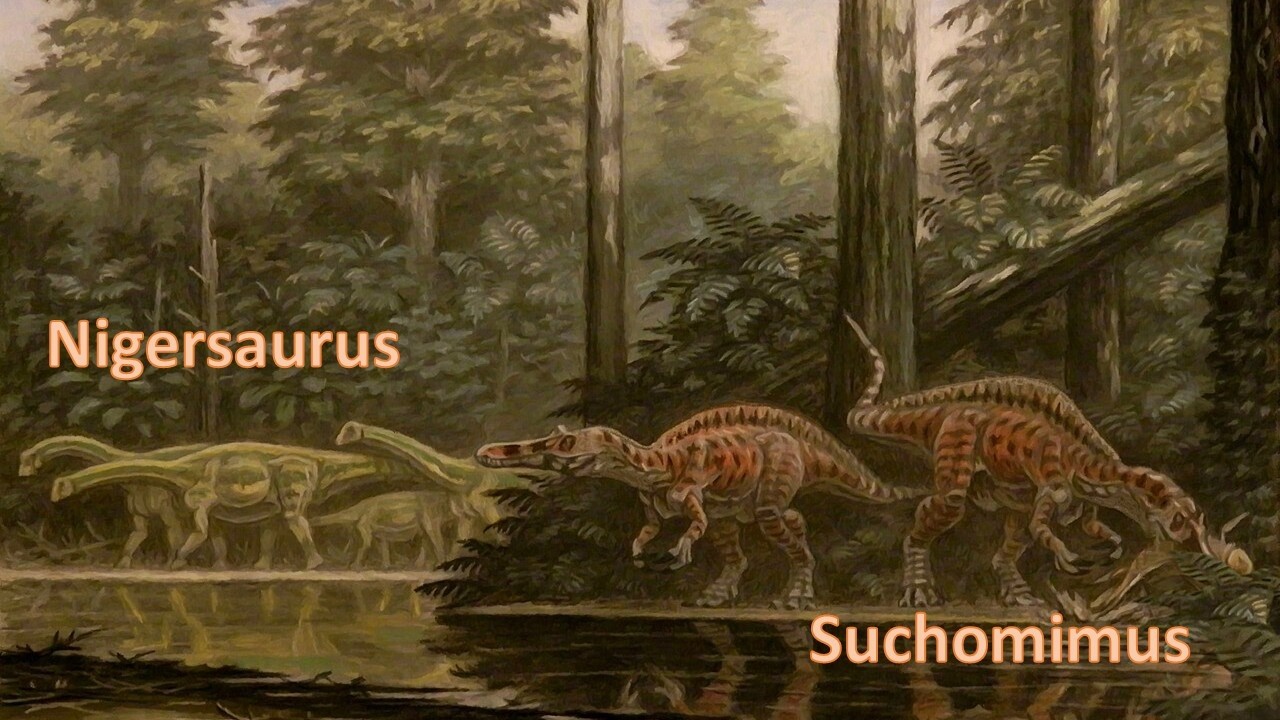 Meet Nigersaurus and Suchomimus