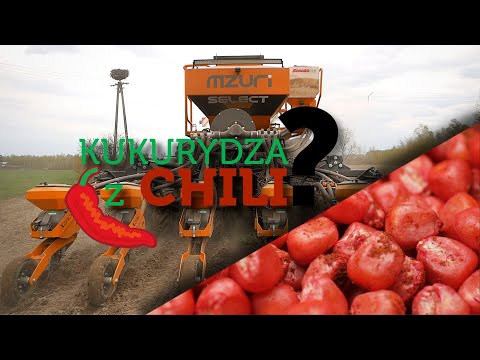 INNY SPOSÓB NA STRIP-TILL, SIEW KUKURYDZY Z CHILI - #172​​ nawozy nonstop