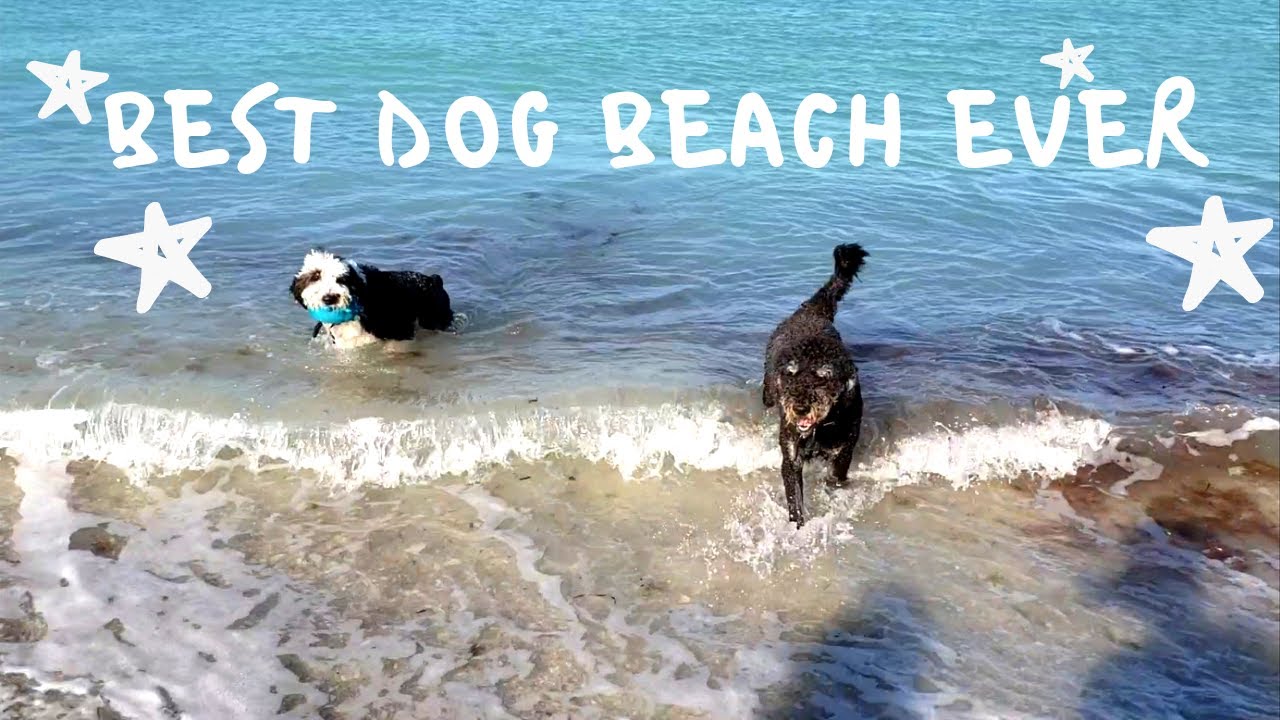 Venice Florida Off Leash Dog Beach YouTube