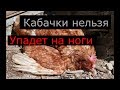 Кабачки для кур нельзя? Птица упала на ноги.