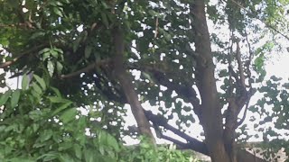 🔴Cek Pohon Waru Doyonk‼