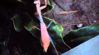Dancing Mantis - to the song Feeling Alright by Rebelution