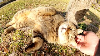 久しぶりの陽気を浴びて、キジトラ猫が気持ち良さそうにゴロゴロする