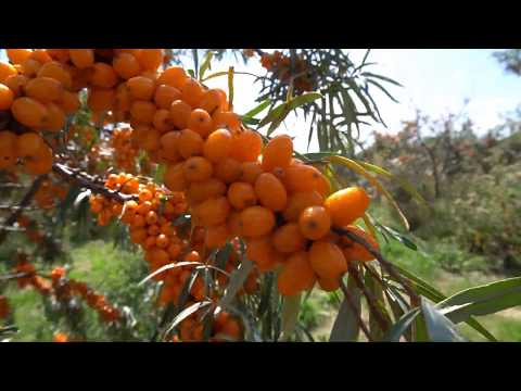 Video: Buckthorn Laut Dari Keluarga Lokhovye