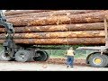 Operate logging trucks in dangerous forests, Big timber trucks - world's strongest load truck