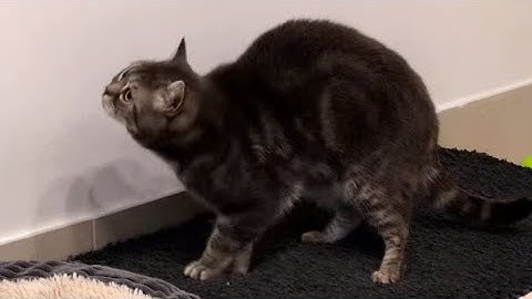 Mrrp Meow Mrrp Mrrp Meow Meow Meow Meow Meow