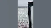 саша бовкунович