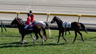 【放馬】ほっこり ②シャインジュエリー 1周回って誘導馬の列にしれっと加わる 現地映像 レース映像付き 【カラ馬】