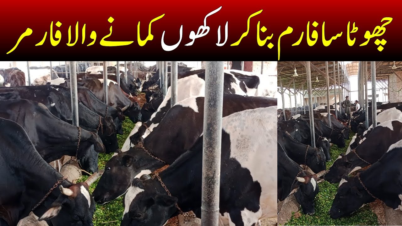 Simple But Profitable DAIRY FARMING Business In Pakistan Saada Dairy