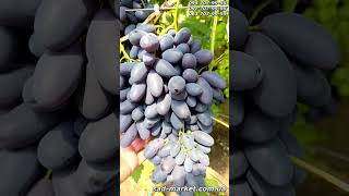 Виноград Находка Калугина - обзор
