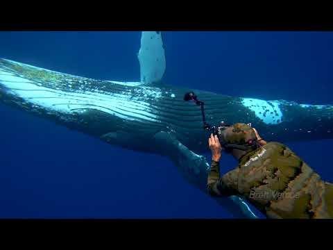 Dancing with Humpbacks