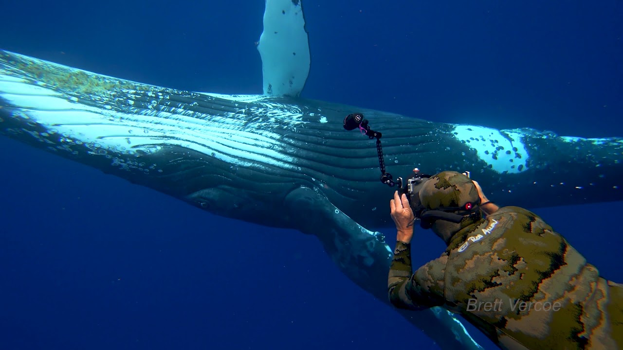 Dancing with Humpbacks