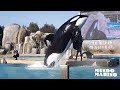 Show de Orca y Delfines en Mundo Marino.