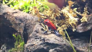 Oophaga Pumilio Intoduction
