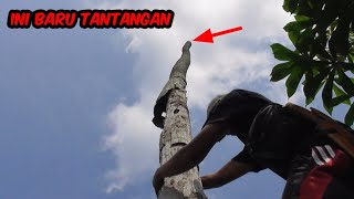 Di Mana Mana Sarang Burung Cendet Masih Sangat Melimpah