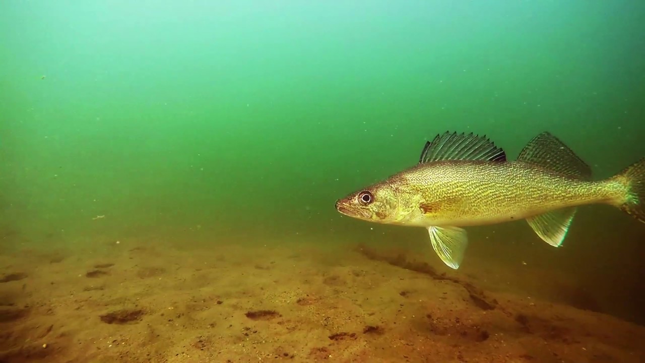 Color Selection For Winter Walleyes YouTube