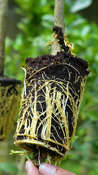 The Best Method for Rapid Propagation of Lemon Tree! Watch This Now