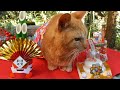 2023 happy new year cute cat no1 なかよし茶トラ猫