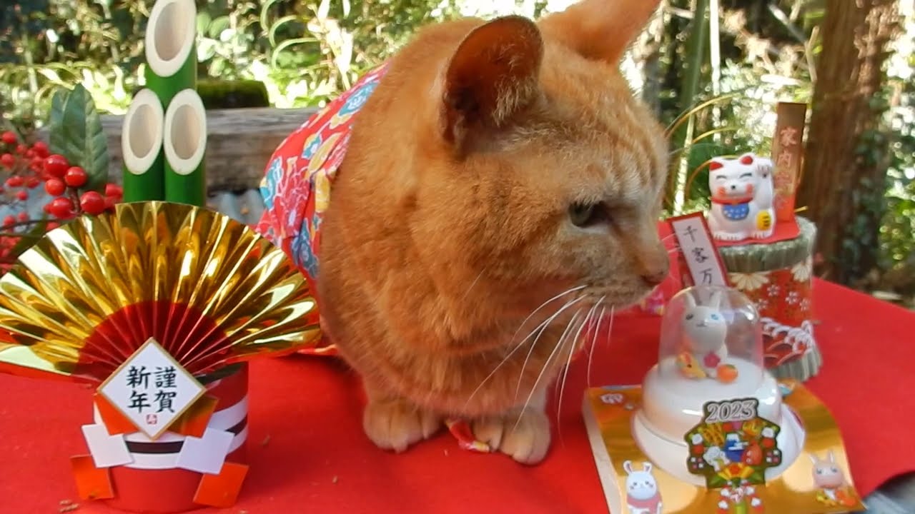 2023 happy new year cute cat no1 なかよし茶トラ猫