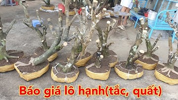 Báo giá lô hạnh, (tắc, quất) bonsai đẹp giá rẻ ¶Dũng 0364504945