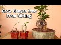 How to grow banyan tree from cutting - 44 days update