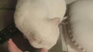 Человек, которого воспитала кошка Человек, которого воспитала кошка