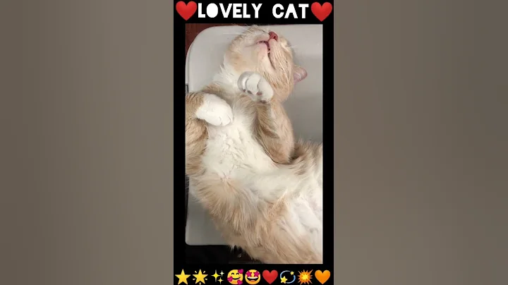 Video 11856331: cats catlover cutecat funny, best cutest cat, cat lovers, cat living, kitten funny