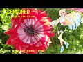 【Haruno  Sora】欠陥 1936;Gegen den Krieg (Eisler) 1936【Vocaloid 5】桜乃そら