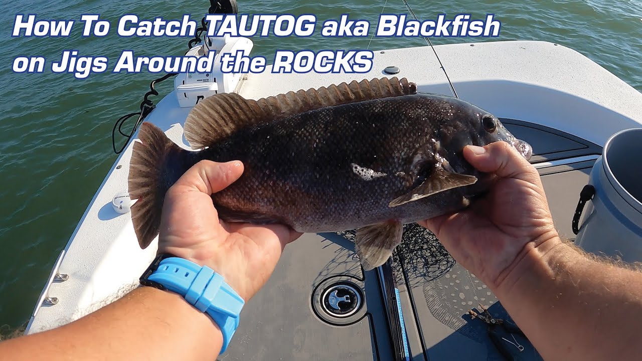 How to Catch TAUTOG aka Blackfish on Jigs Around The ROCKS 